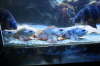 Fish Queue