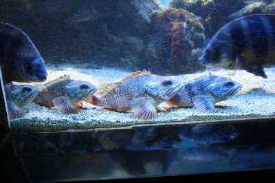 Fish Queue