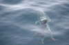 Mother and Calf