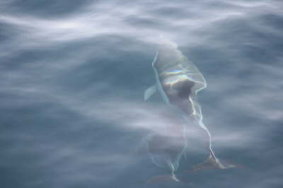 Mother and Calf