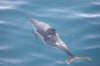 Common Dolphin 