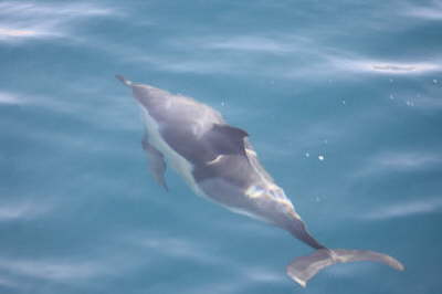 Common Dolphin 