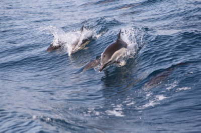 Close encounter