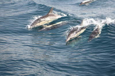 Breaching a wave
