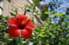 Hibiscus