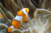 Nemo