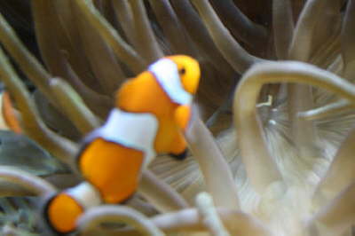 Nemo