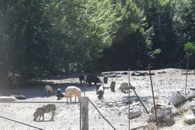 Pigs